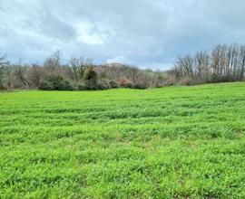 Terreni agricoli di 9000 mq