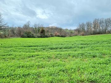 Terreni agricoli di 9000 mq