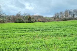 Terreni agricoli di 9000 mq