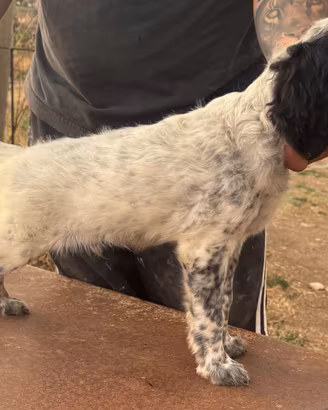 Cuccioli di setter