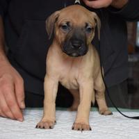 Cuccioli di Pitbull