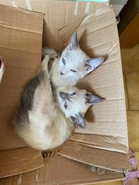 Cuccioli di gatto femmine