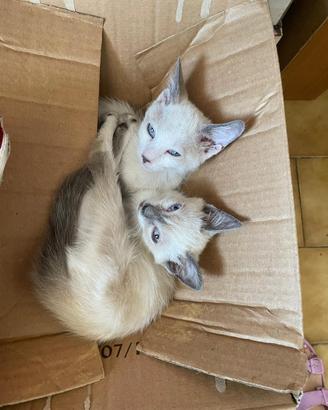 Cuccioli di gatto femmine