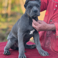 Cane corso cuccioli alta genealogia