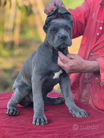 Cane corso cuccioli alta genealogia