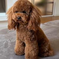 Barboncino per accoppiamento