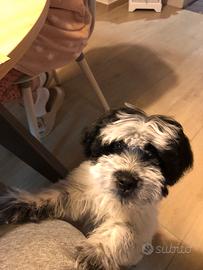 Vendita cucciolo cane