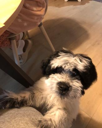 Vendita cucciolo cane