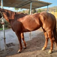Cavalla quarter barrel
