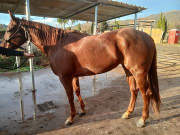 Cavalla quarter barrel