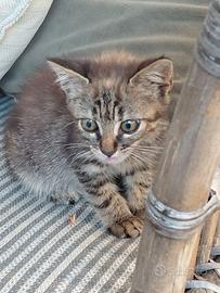 Gattino di due mesi