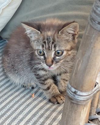 Gattino di due mesi