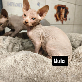 Sphynx cuccioli con pedigree italiano