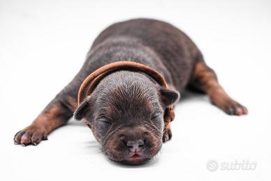 American pitbull terrier