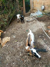 Coppia caprette nane , tacchini, conigli