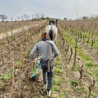 Attrezzatura professionale per Trazione Animale