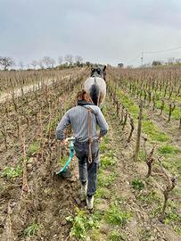 Attrezzatura professionale per Trazione Animale