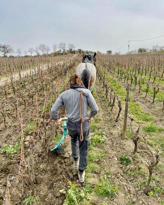 Attrezzatura professionale per Trazione Animale