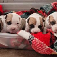 Cuccioli di amstaff disponibili