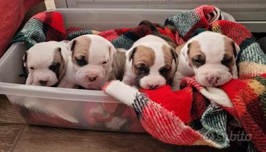 Cuccioli di amstaff disponibili