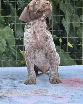 Bracco tedesco kurzhaar