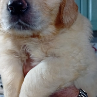 Cuccioli di Golden retriever
