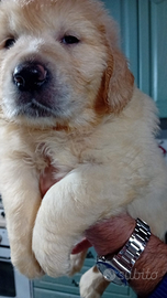 Cuccioli di Golden retriever