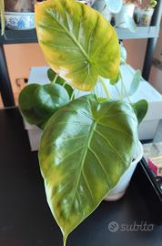 Alocasia Macrorrhizos (Orecchie di Elefante) 