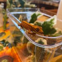 Geco ciliatus