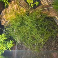 Muschio di giava - pianta da acquario