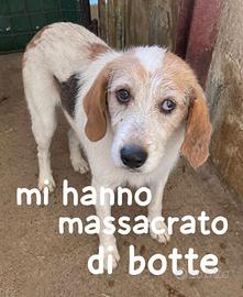 Gaspare 7 anni taglia media