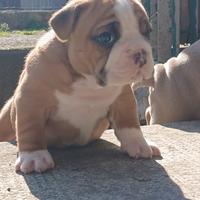 American bully
