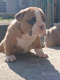 American bully