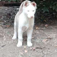 Cucciole di Siberian husky