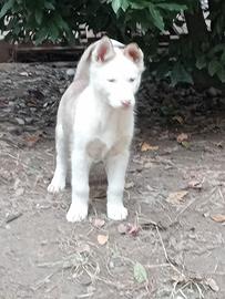 Cucciole di Siberian husky