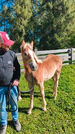 Puledra Haflinger 2026 - Linea sportiva