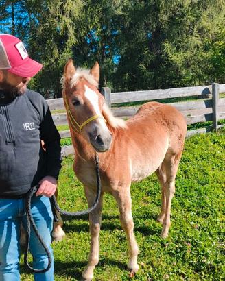 Puledra Haflinger 2026 - Linea sportiva