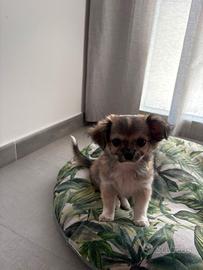 Cani chihuahua a pelo lungo con pedigree ECI