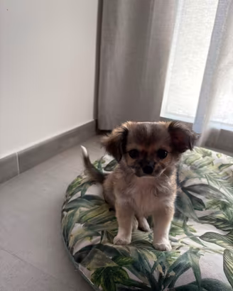 Cani chihuahua a pelo lungo con pedigree ECI