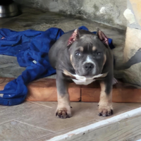 American bully pocket
