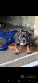American bully pocket