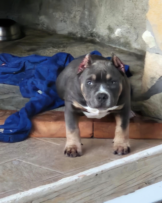 American bully pocket