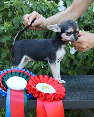 cucciola chihuahua con pedigree enci 