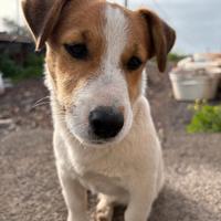 Jack russell coppia