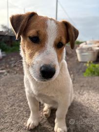 Jack russell coppia