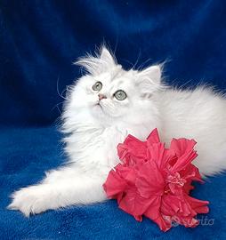 Gattina British longhair silver chinchilla