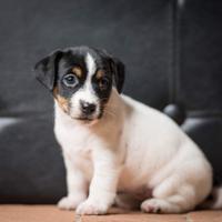 Jack russell a pelo liscio cucciole