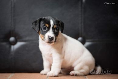 Jack russell a pelo liscio cucciole