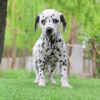 Femminuccia di Dalmata bianco e nera