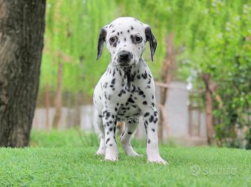 Femminuccia di Dalmata bianco e nera